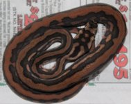 Striped Female (4).jpg