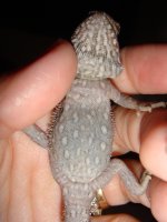 beardies 2014 024.jpg