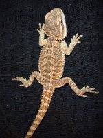beardies 2014 029.jpg
