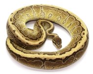 kingping(male).jpg