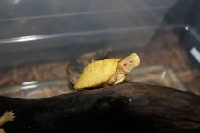 Albino Red Ear Slider.jpg