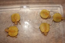 Albino Red Ear Slider2.jpg