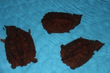 Red Mata Mata Turtle1.jpg