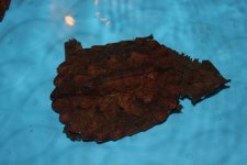 Red Mata Mata Turtle.jpg