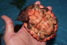 Red Mata Mata Turtle2.jpg