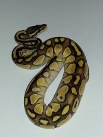 Pastel Butter Het Genetic Stripe Female #1344  $350.00.jpg