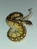 Butter Pastel Het Genetic Stripe Female  #1355  $350.jpg