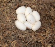 8 eggs.jpg