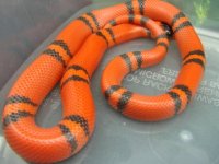 CBBO.10.25F(Small).JPG