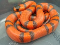 CBBO.10.26M(Small).JPG