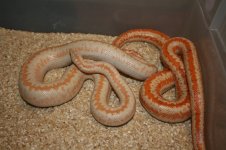 IMG_7676.jpg