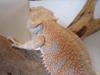 IMG_0856.jpg