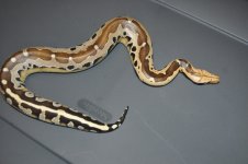 DSC_0009.jpg