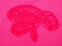 Pink Small 1 Closeup.jpg