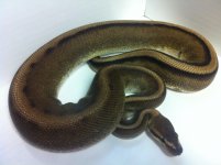Genetic Stripe.jpg