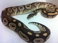 mojave.jpg