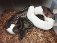 pied 2.jpg