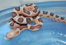 Scaleless female 5 2014-08-19.JPG