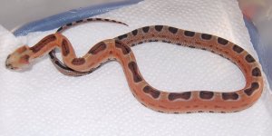 Scaleless male 2  2014-08-19.JPG