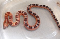 Scaleless male 3 2014-08-19.JPG