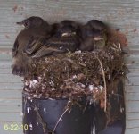 babies6.22[1].jpg