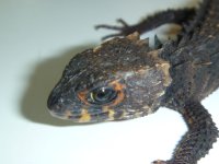 Red Eye Crocodile Skink.JPG
