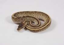 mystic pin female 70g.jpg