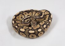 cinny fire yb  male 1 320g.jpg