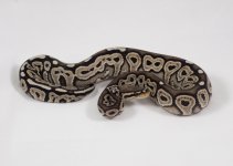 red axanthic female 185g.jpg