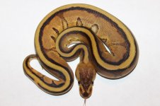Gstripe14-11m.jpg