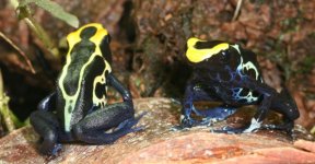 Cobalt Male & Female.jpg