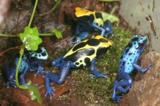 Cobalt & Azureus froglets.jpg