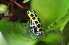 variabilis 3.jpg