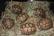 Liberia Greek Tortoise Female group 2.jpg