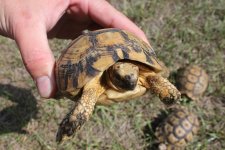Liberia Greek Tortoise.jpg
