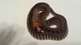 woma female 1.jpg