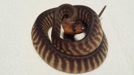 woma female 2.jpg