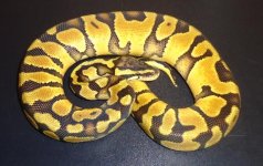 pastel enchi.2.jpg
