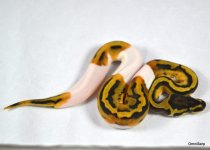 Pied3.jpg