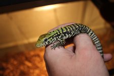 Argentine BW Tegu1.jpg