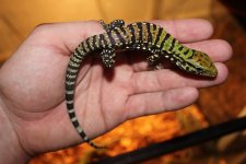 Argentine BW Tegu.jpg