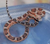 Scaleless female 3  2014-08-19.JPG