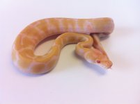 enchialbino.jpg
