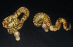 DSCF2194.jpg