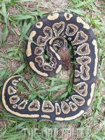 025 Redhead F 270 grams.jpg