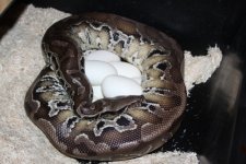 sst on eggs.jpg