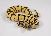 firefly female 230g.jpg