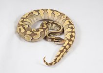 enchi pastave female 378g.jpg