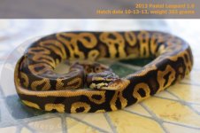 Pastel Leopard 1.0.jpg