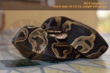 Leopard 0.1.1.jpg